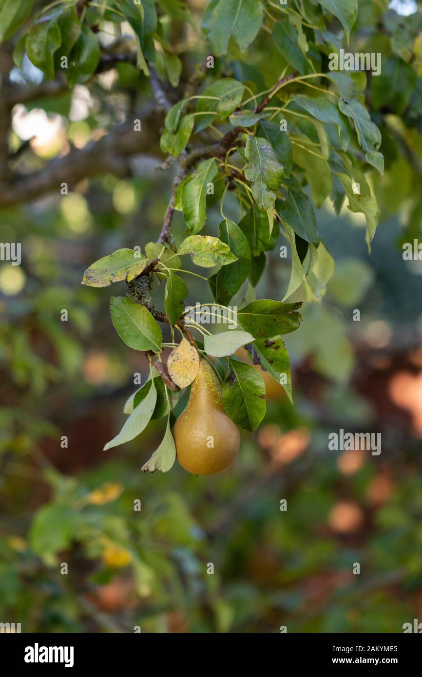 Fruit hanging on a pear tree in a garden in Kent, the Garden of England