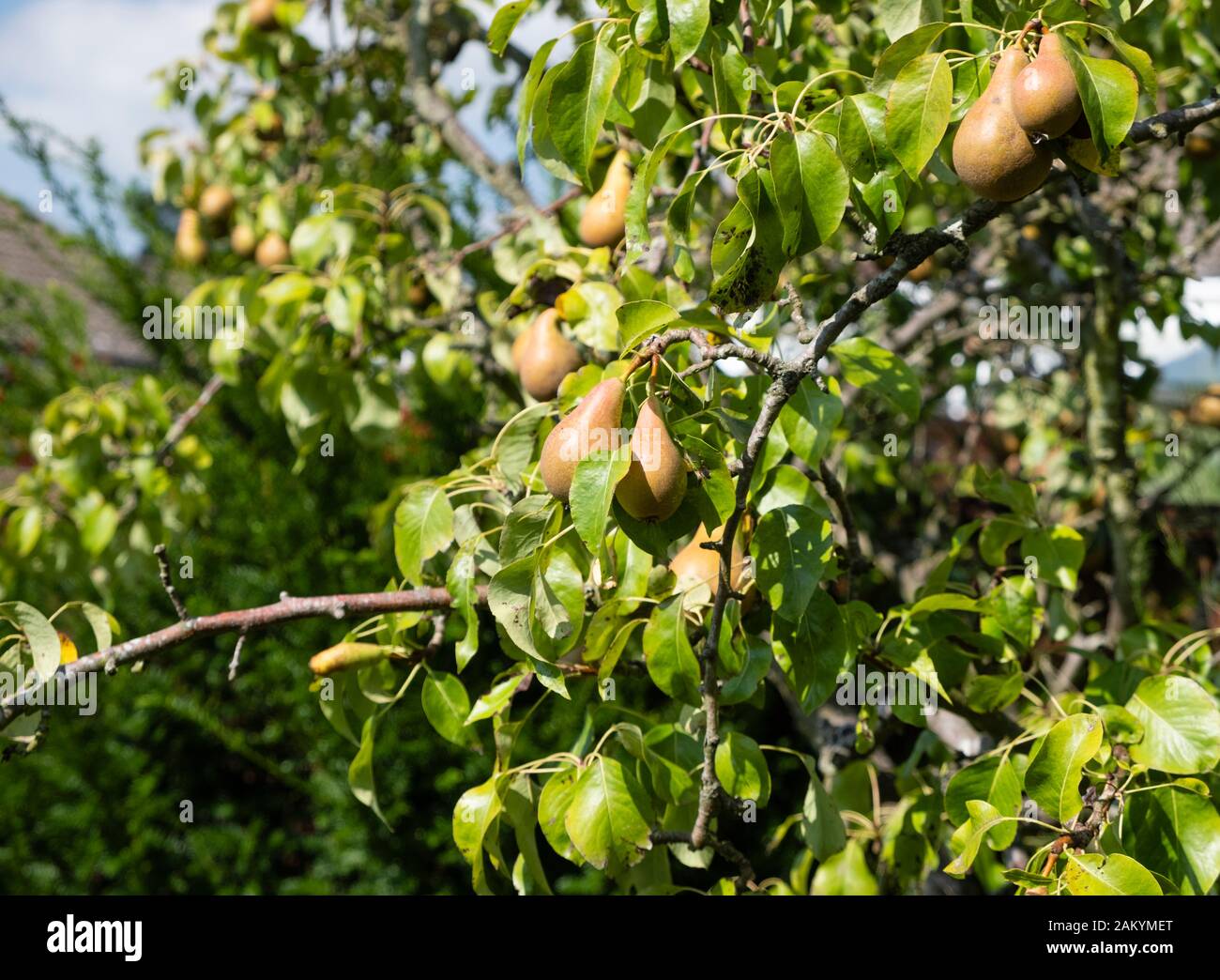 Fruit hanging on a pear tree in a garden in Kent, the Garden of England