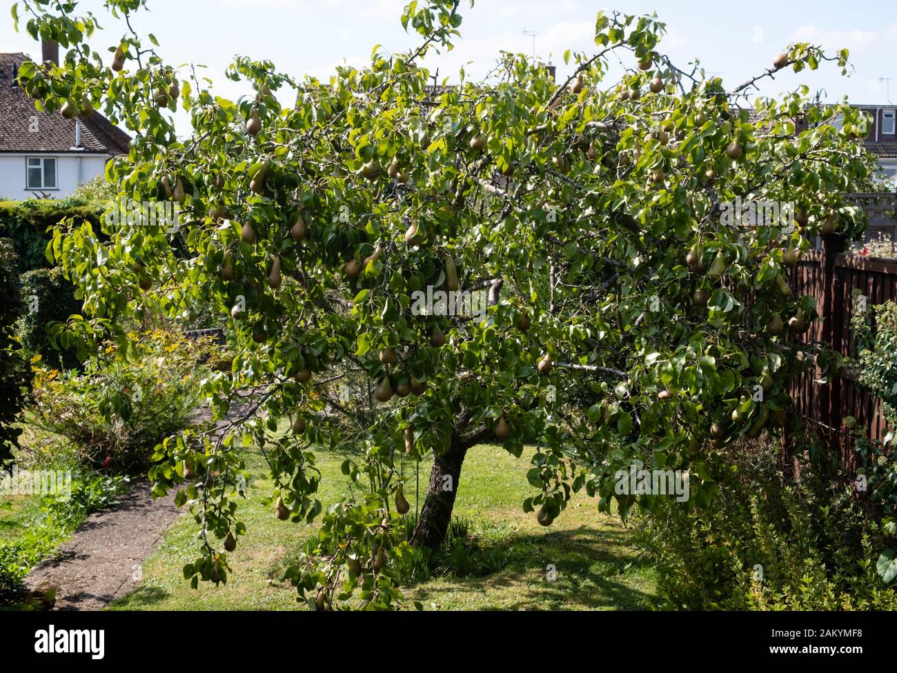 Fruit hanging on a pear tree in a garden in Kent, the Garden of England