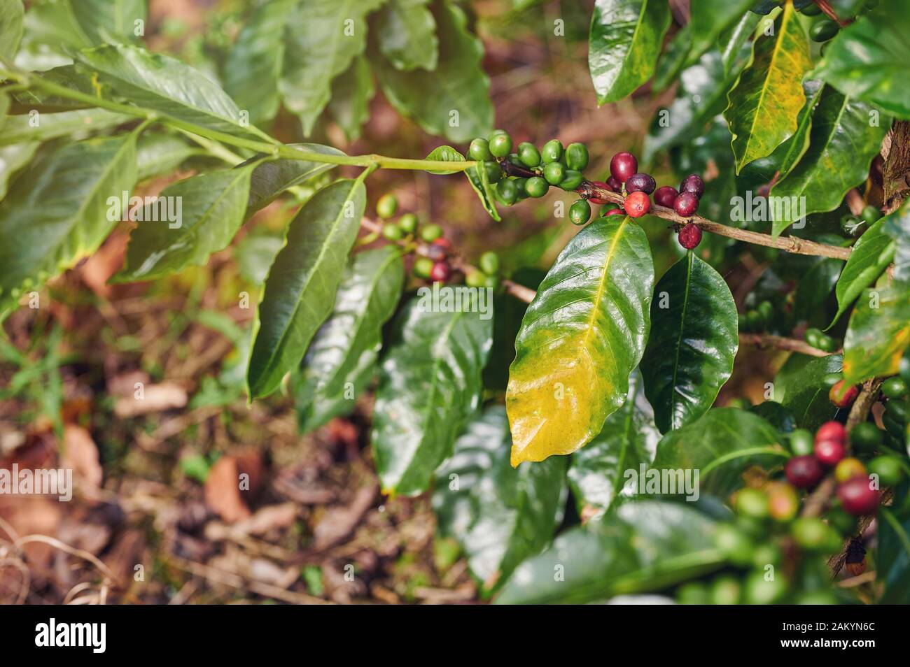 Red coffee beans on tree branch macro close up view Stock Photo