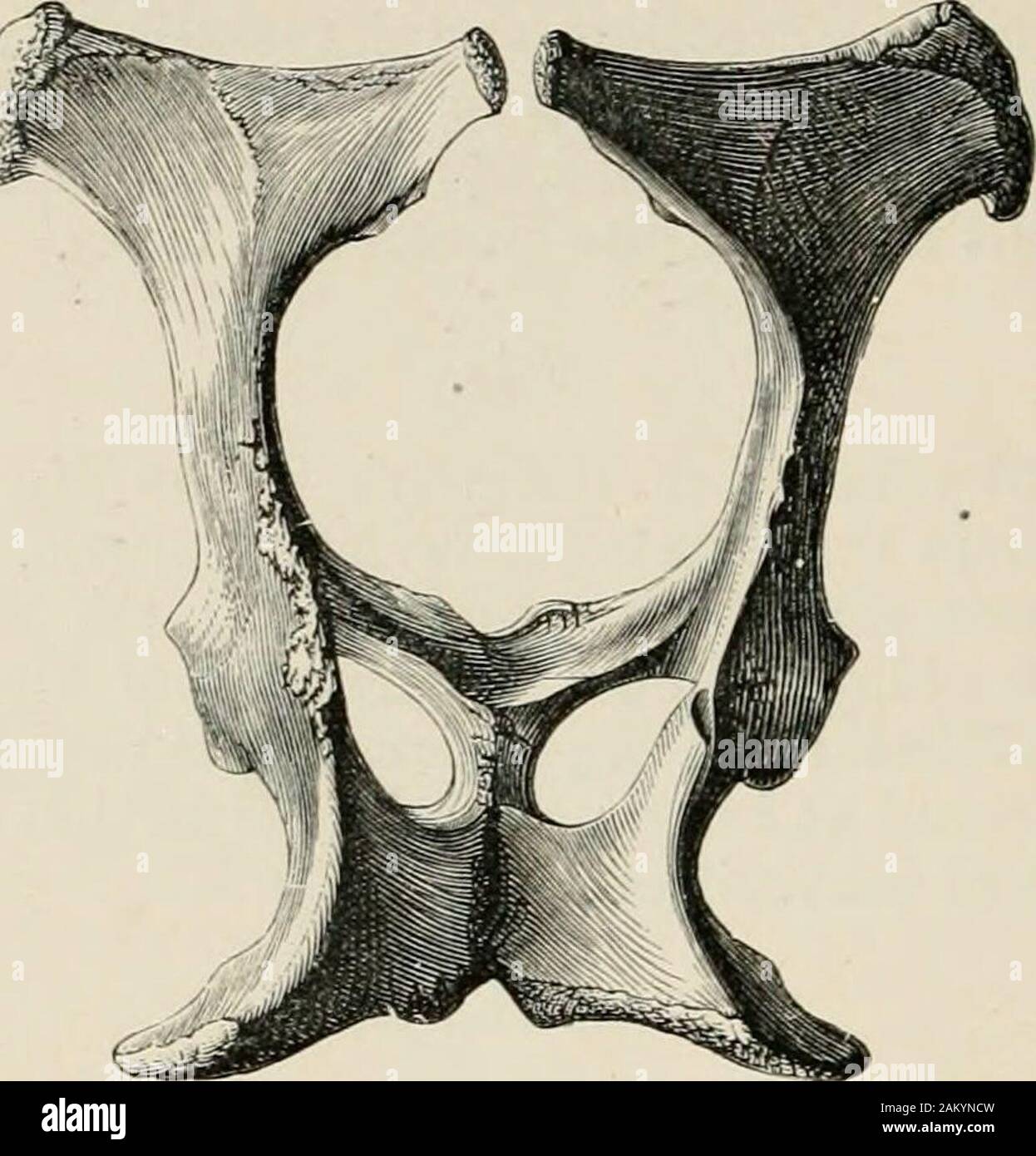 A text-book of veterinary obstetrics : including the diseases and accidents incidental to pregnancy, parturition and early age in the domesticated animals . der than that of theHorse, the inlet is nmch larger, the ilio-pectineal crests are furtherapart, and the distance between the lower face of the sacrum and theanterior border of the pubis is much greater, the ilia and pubis beingbroader and more concave. On the upper surface of the Mares pelvis,the sacro-sciatic notches are very deep ; the inner border of the iliumforms a very concave line, and the ischiatic spines are widely separated.The Stock Photo