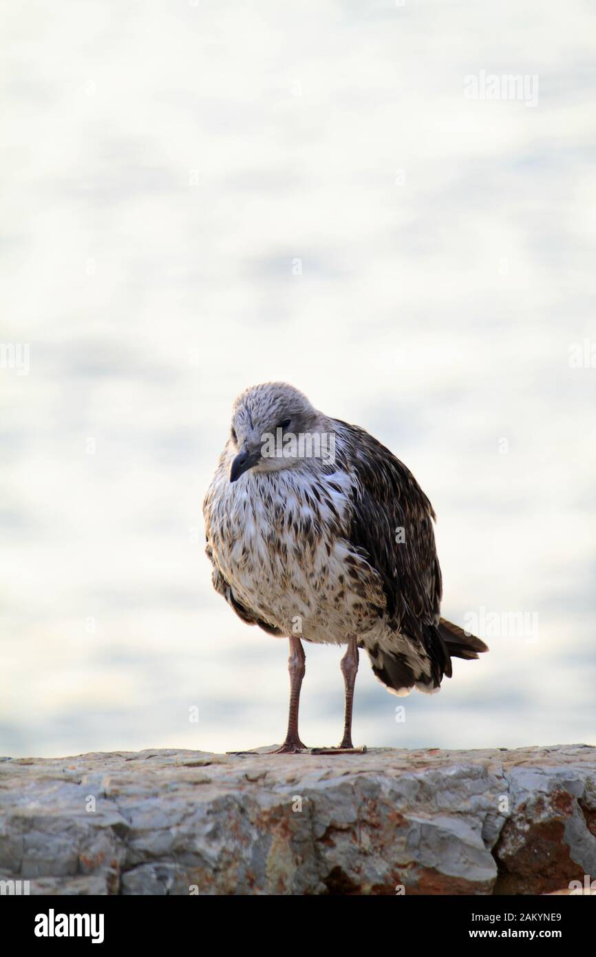 An old seagull polluted by the sea Stock Photo