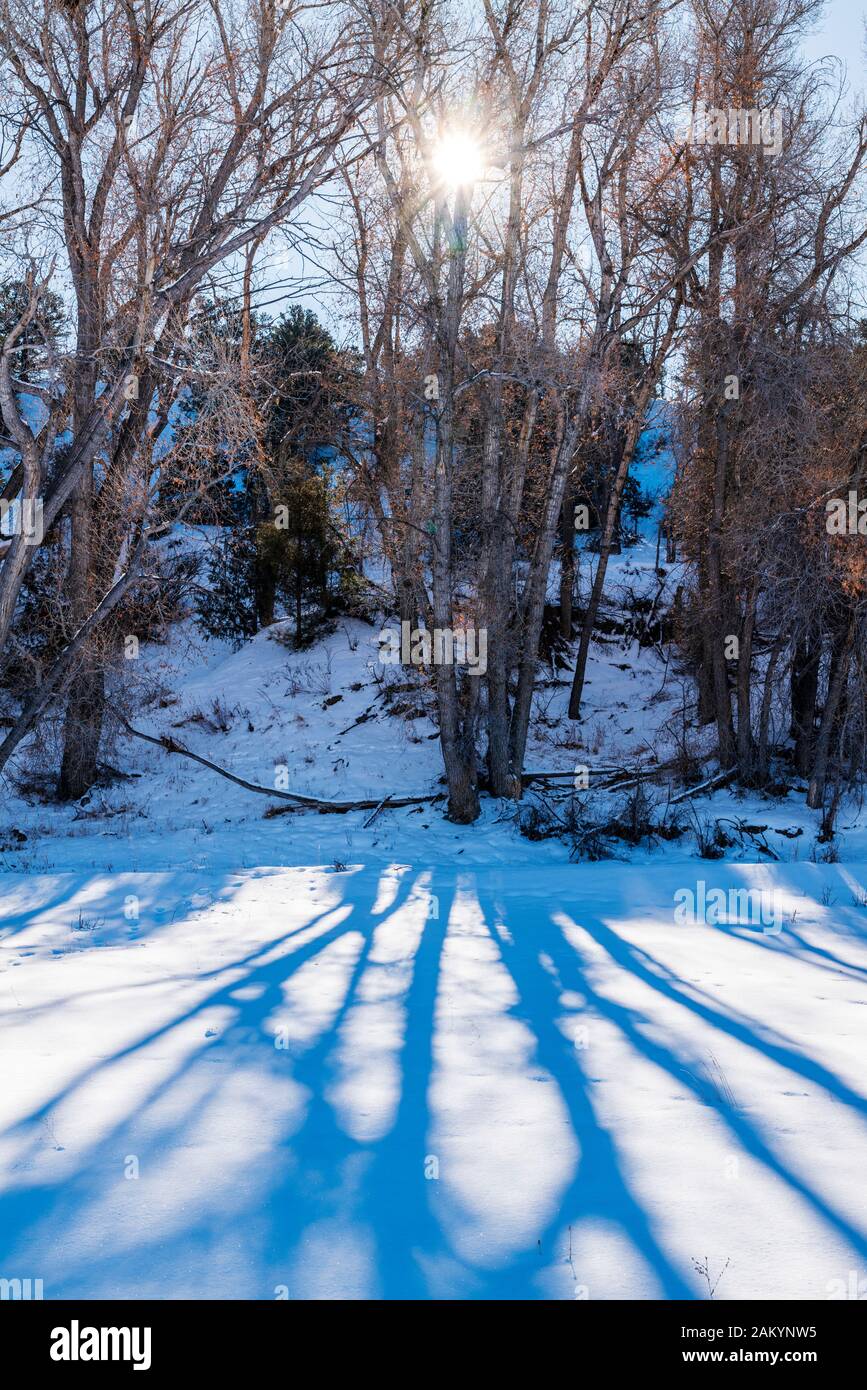 Backlit Fremont cottonwood trees cast long shadows on fresh snow; Vandaveer Ranch; Salida; Colorado; USA Stock Photo