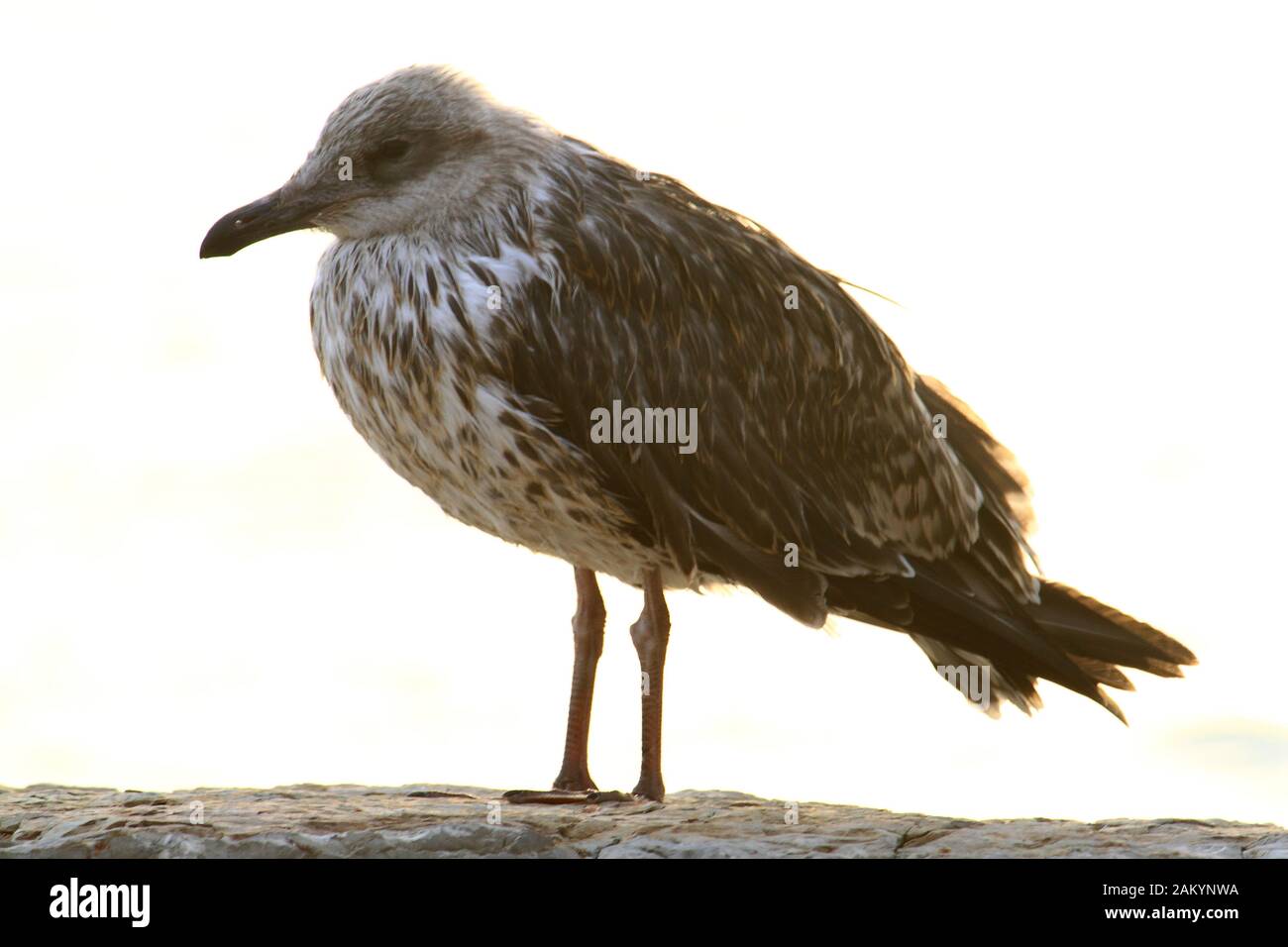 An old seagull polluted by the sea Stock Photo