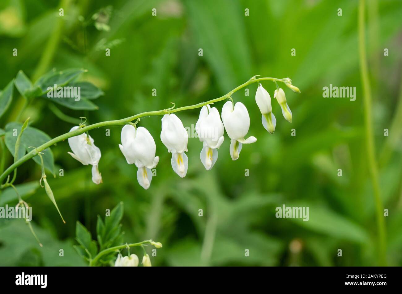 White dicentra flowers on a green background. Close up. Copy space. Stock Photo