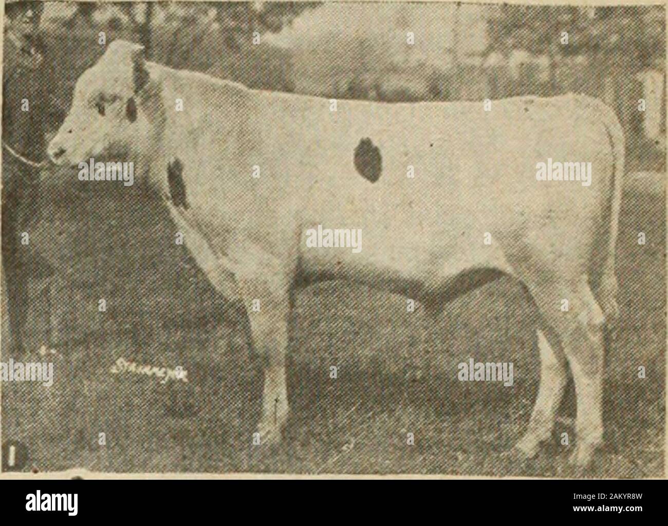 Farmer's magazine (January-December 1920) . rom the prize winning herds ofOxford. Oxford Holsteins cap-tured all but one of the prizesat London this year and wellover half of the prize money atToronto. The consiirnors are:—Arbograst Bros., Sebrlngville.A. E. Cornwell & Son. Norwich.Jas. G. Currie & Sons, Ingersoll.T. H. Dent & Son, Woodstock.Andrew Dunn, Ingersoll.Haley & Lee, Springford.M. S. Haley & Son. Springford.J. B. Hanmer, Norwich.Geo. Hill, Burgessville.Chas. Hilliker, Burgessville.E. D. Hilliker, Burgessville.Fred. Hilliker, Burgessville.A. E. Hulet, Norwich.J. W. Innes & Son, Woodst Stock Photo