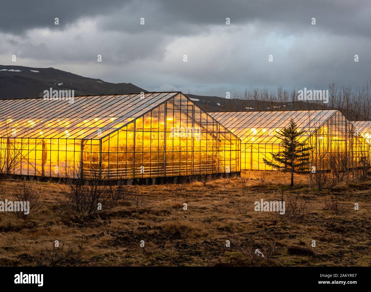 Illuminated greenhouses at dusk, heated with geothermal energy,Hveragerdi, Iceland Stock Photo
