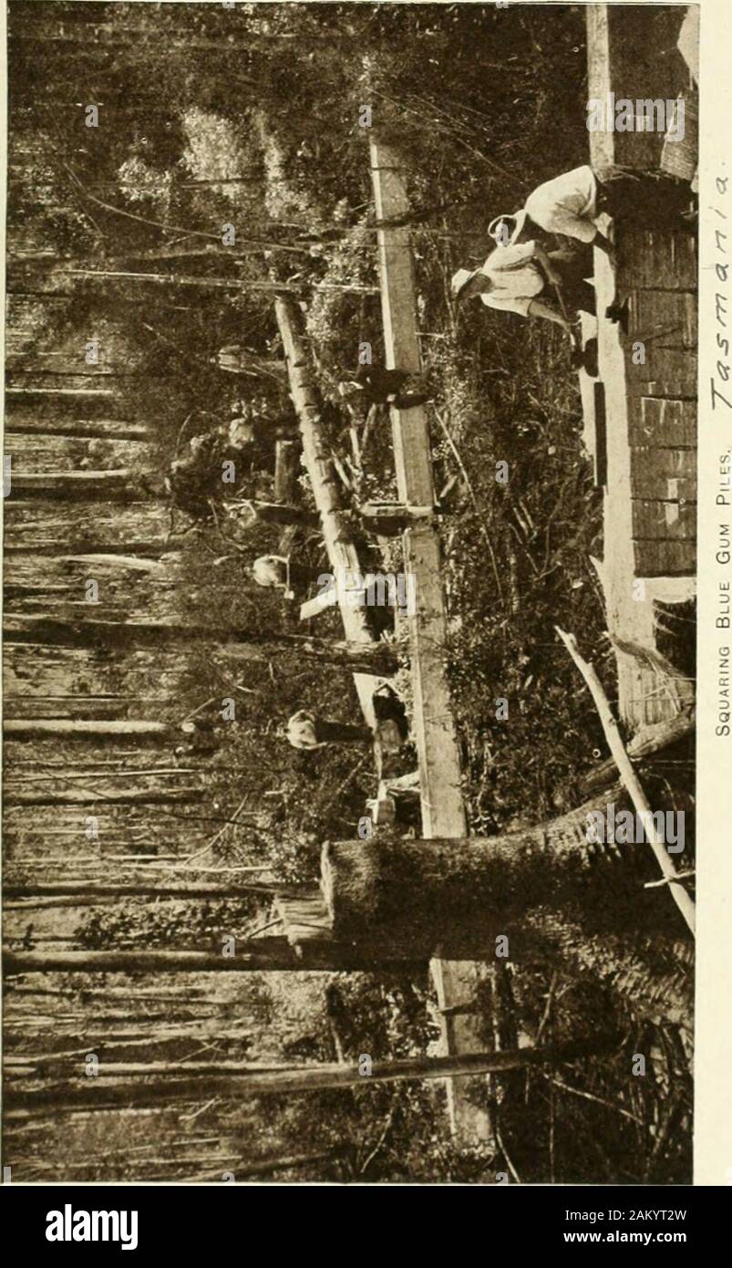 Tasmanian forestry timber products and sawmilling industry, a