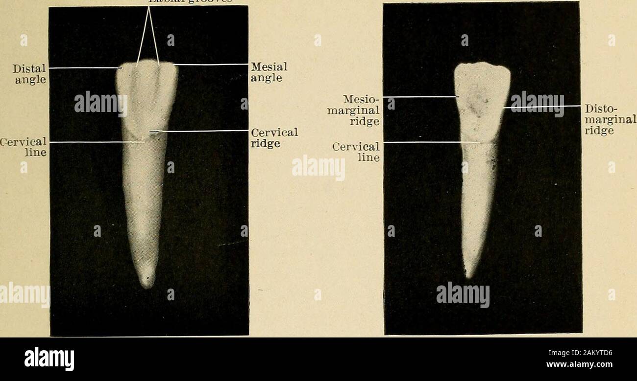 Principles and practice of operative dentistry . ituated just in front