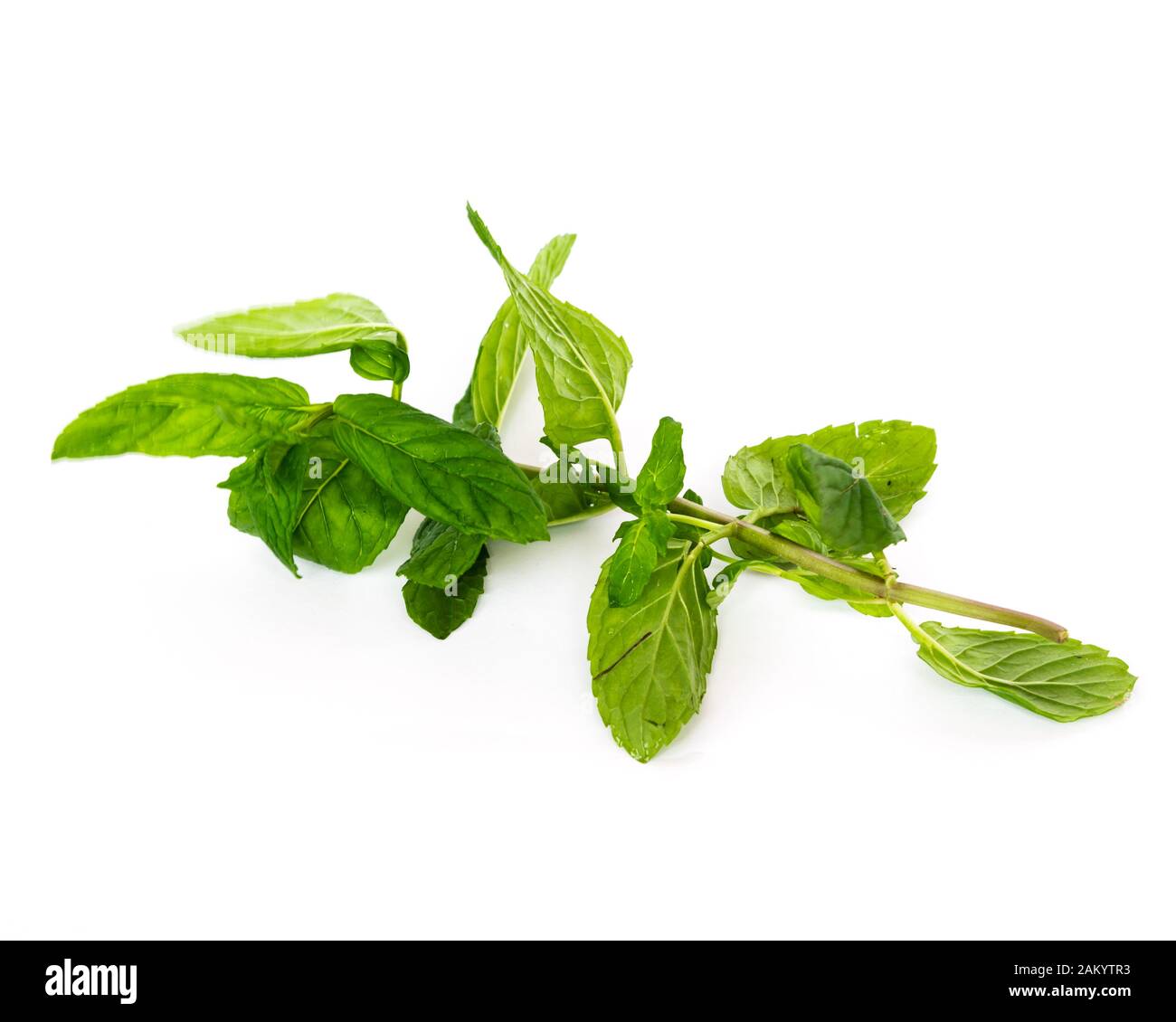 Studio shot fresh organic Vietnamese mint leaves isolated on white