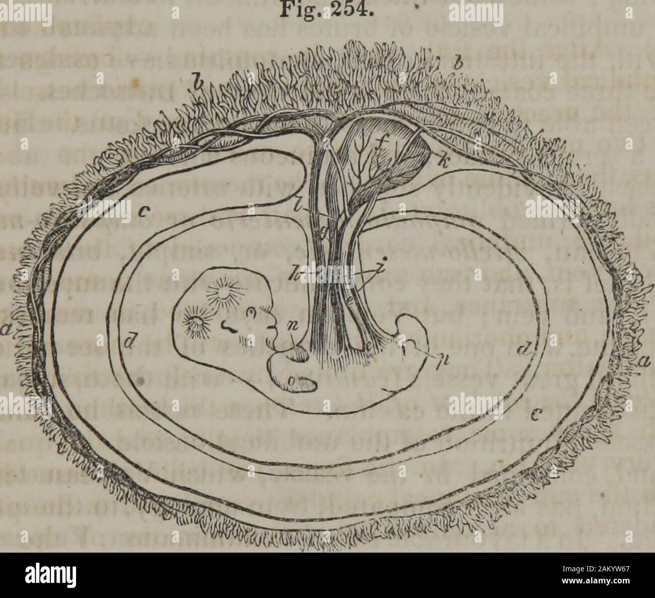 Human physiology (Volume 2) . dmitted to be a physiological condition. Osiander andDollinger class it amongst imaginary organs; and Velpeau remarks,that out of about two hundred vesicles, which he had examined,in foetuses under three months of development, he had met withonly thirty in which the umbilical vesicle was in a state, thatcould be called natural. Under such circumstances.it is not easyto understand how he could distinguish the physiological fromthe pathological condition. If the existence of the vesicle be apart of the physiological or natural process, the majority of vesi-cles ough Stock Photo