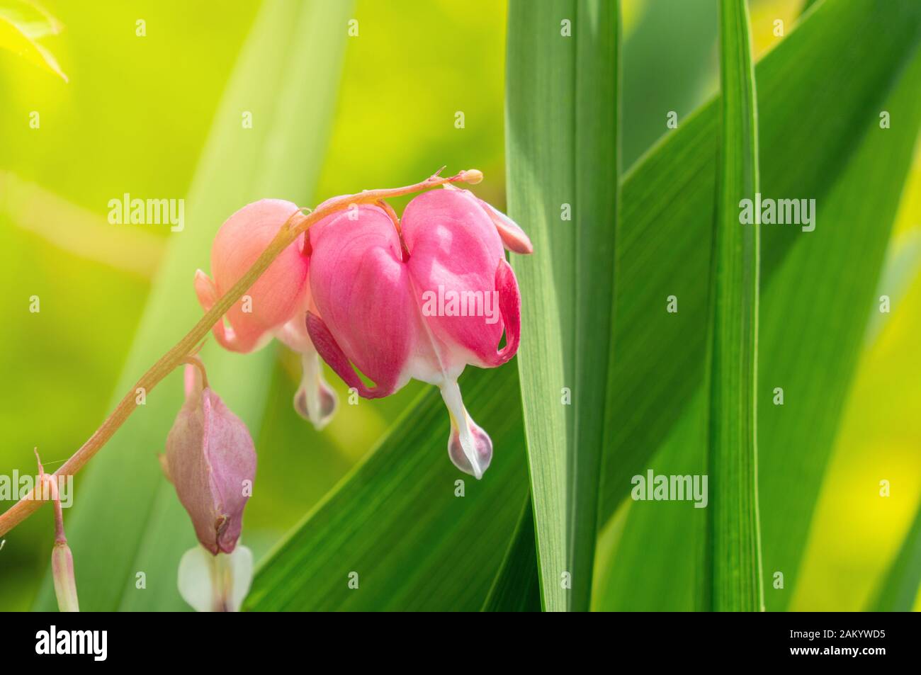 Pink delicate dicentra flowers on a green background. Close up. Copy space. Stock Photo