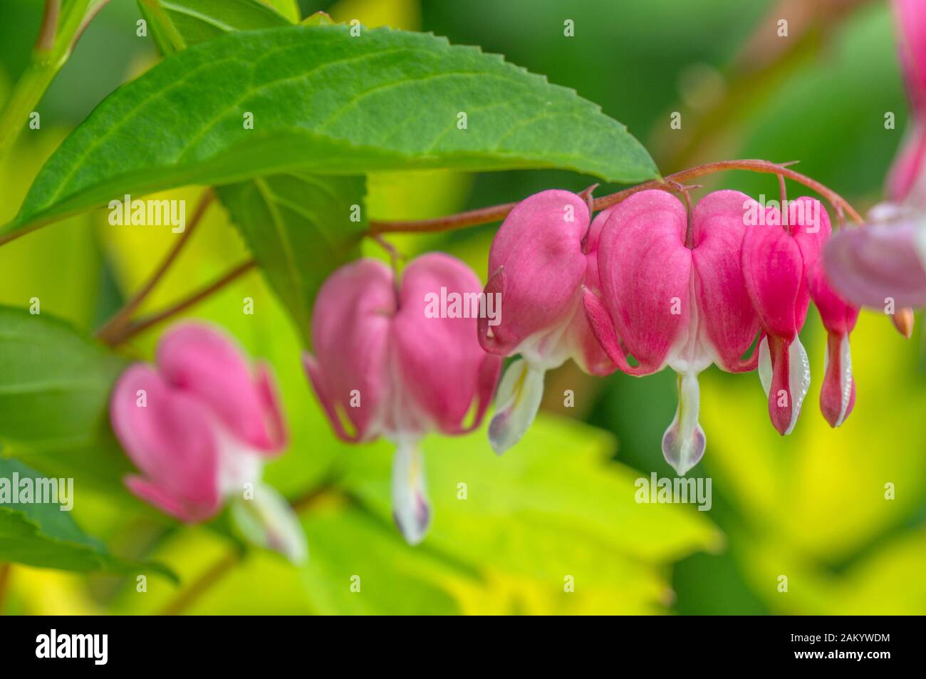 Pink delicate dicentra flowers on a green background. Close up. Copy space. Stock Photo