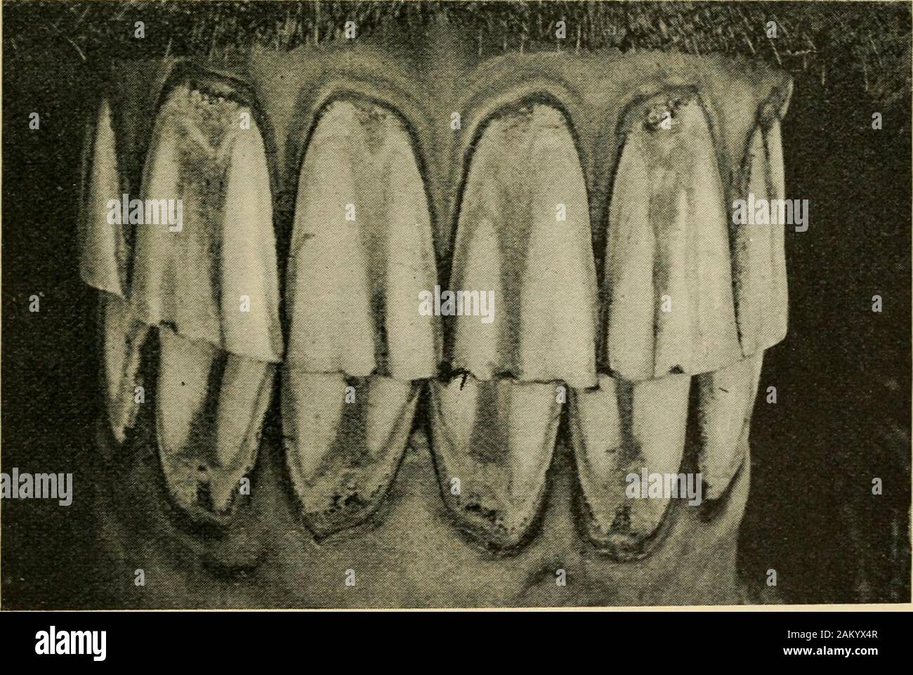 Veterinary notes for horse owners a manual of horse medicine and