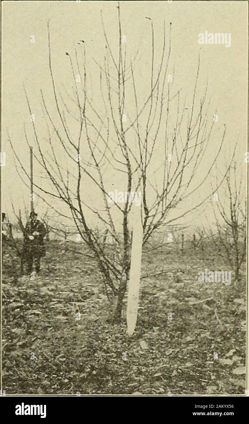 The apple as affected by varying degrees of dormant and seasonal pruning . Fig. 9.—Before Pruning, Springof 1916. LIGHTLY PRUNED STAYMAN WINESAP. 1 hJWfllJ / w :• ;;. Fig. 14. — After Pruning, Springof 1915. Fig. 15.-Before Pruning, Springof 1916. 16 W. VA. AGRL EXPERIMENT STATION [Bulletin 158 trees. It is doubtful if trees which have not been headed backat all the first or second year will ever acquire as satisfactory aform as those the branches of which have been shortened dur-ing this period. In the interest of strength and sturdiness oftree, the primary branches should not be too long and Stock Photo