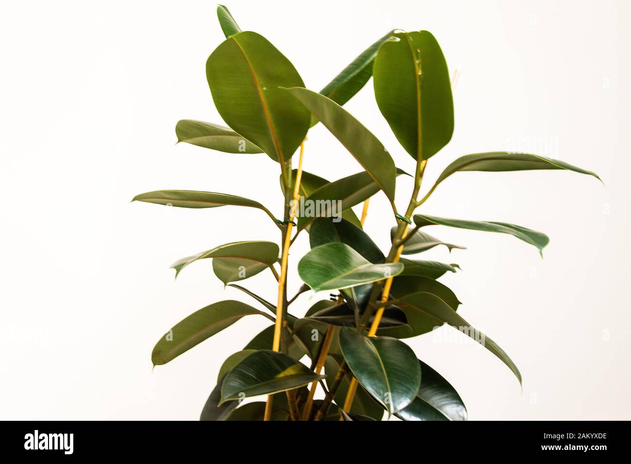 Ficus elastica, the rubber fig, rubber bush, rubber tree, rubber plant