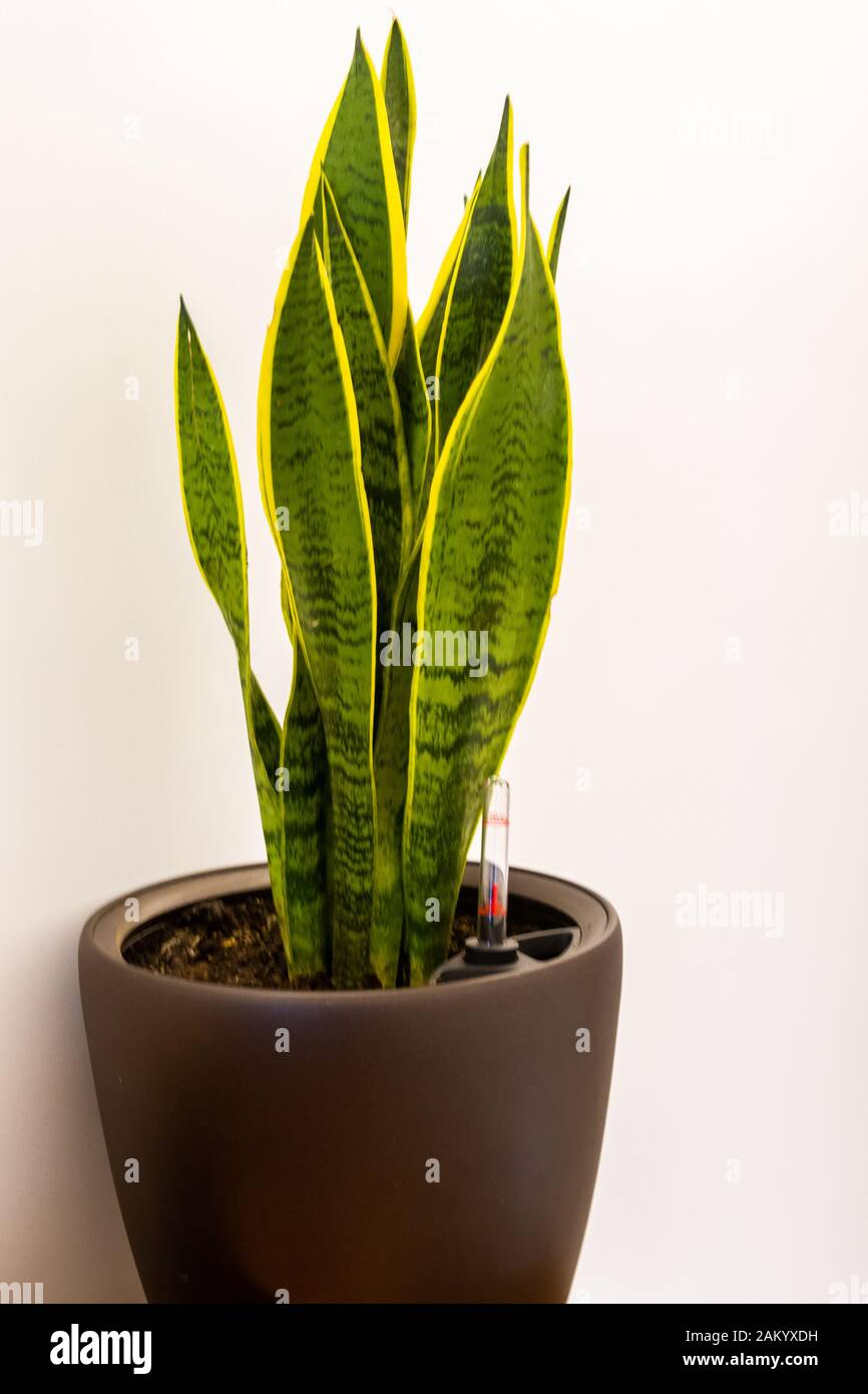 The mother-in-law's tongue (sansevieria trifasciata) house plant, also known as viper's bowstring hemp, Saint George's sword, or snake plant in a brow Stock Photo
