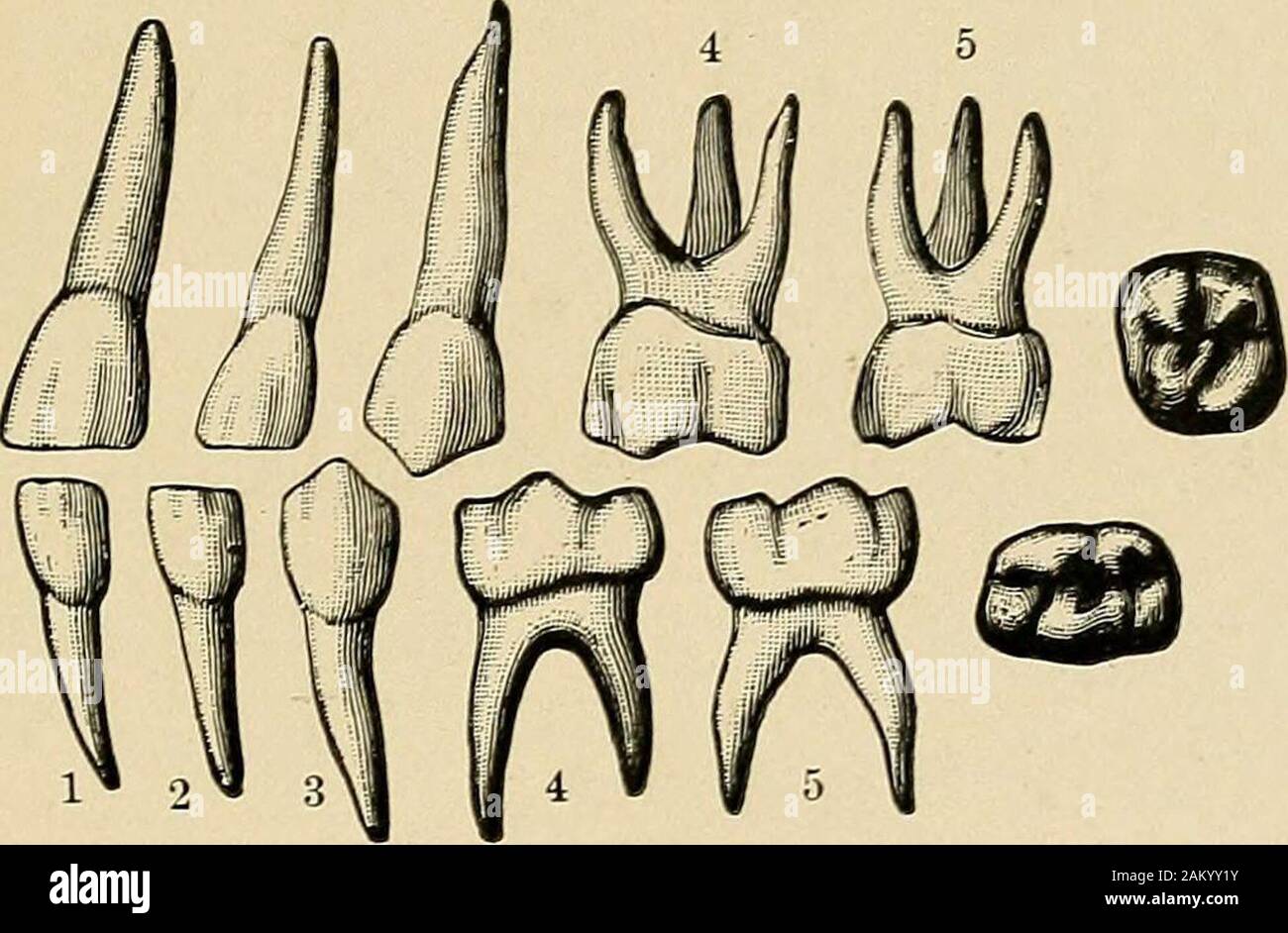 Principles and practice of operative dentistry . r teeth ; this brings