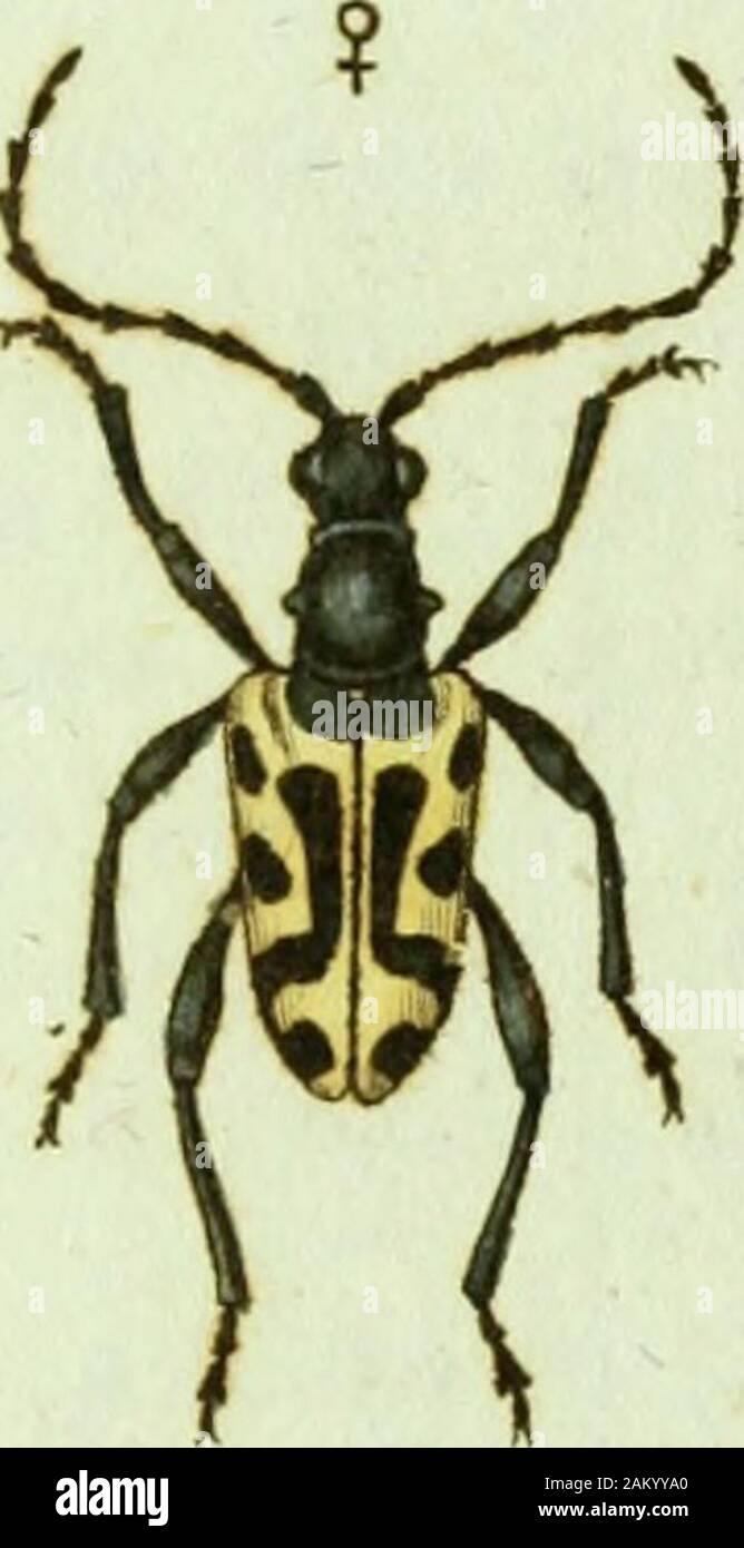 Favnae insectorvm Germanicae initia, oder, Deutschlands Insecten . oLevturci oillicci fTt?/?/; LEPTVRA villica; Der schwarzgedeckte Schnahlbock, Z^ytura villica: ferruginea antennis elytris pectoreque fuscis. Fabric. Syst. Ent. n.3. p. 196. Speo. Ins. T.I. n,5. p.246. Mant. Ins. T. I. n. & p. 168. Syst. Ent. T. II. n. 12. p. 341.Z^ptura revestita: testacea, elytris pectore antemüsque atris. JJnn. Syst Nat. n. 6. p.638. ed. XIII. 11.28. p. 1869. et n.6. p. 1870. Die SchäiTersche figw 1. tab. 69, (Ins. Ratisb.^) gehört nicht hieher,and stellt nach Harrern (ja. 3830 ein ganz anders Inseckt ror: d Stock Photo