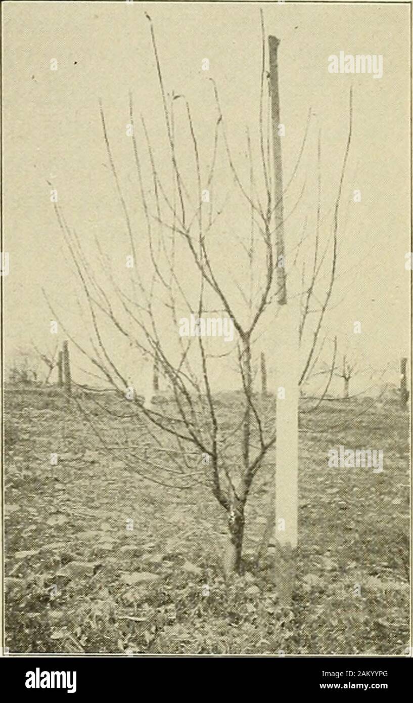 The apple as affected by varying degrees of dormant and seasonal pruning . Fig. 13. — Before Pruning, Sprintof 1915. July, 1916] VARYING DEGREES OF PRUNING 15 HEAVILY PRUNED STAYMAN WINESAP. / ^ --: - Fig. 8.—After Pruning, Springof 1915.. Fig. 9.—Before Pruning, Springof 1916. LIGHTLY PRUNED STAYMAN WINESAP. 1 hJWfllJ / w :• ;; Stock Photo