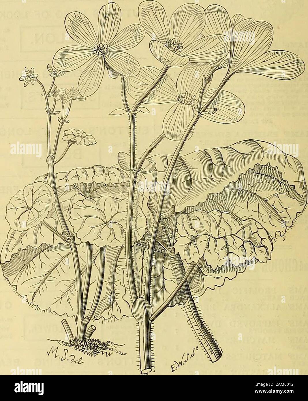 The Gardeners' chronicle : a weekly illustrated journal of horticulture and allied subjects . growing ever-green Asplenium Baptistii, which has theaspect of a bipinnate form of A. contiguum, butwhether really so or not it is a most distinct andornamental addition to the group. To theMaidenhairs Mr. Bull has added Adiantum New Garden Plants. Begonia socotrana, Hook, fil., sp. n.*A very pretty species, of which tubers were broughtby Dr. I. B. Balfour from the dry and hot island ofSocotra in the Indian Ocean, off the coast of Arabia,one of the last places in the world in which a Begoniacould have Stock Photo