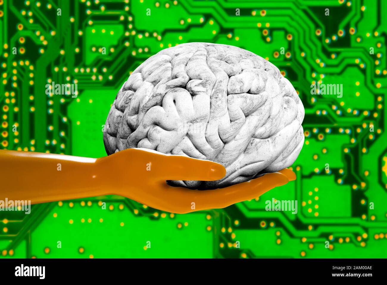 Brain on mannequin's hand with circuit board Stock Photo