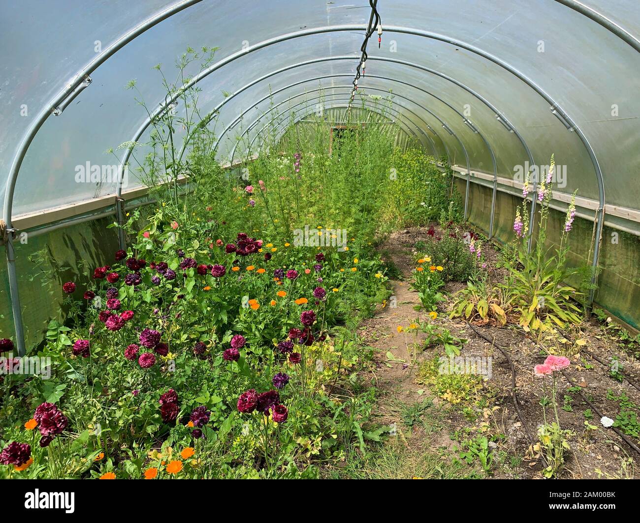 Polytunnel interior Stock Photo