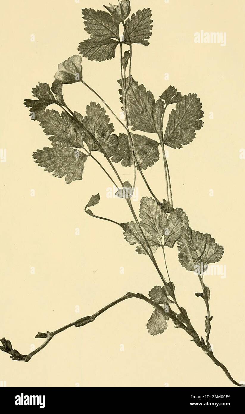 Skrifter - Det Kongelige Norske Videnskabers Selskab . C c&lt;ui-, in J2 H. Prinlz. Tab. III.. Rubus arcticus L. var. grandiflorus Ledeb. (Vi). H. Prinlz. Tab. IV. Stock Photo