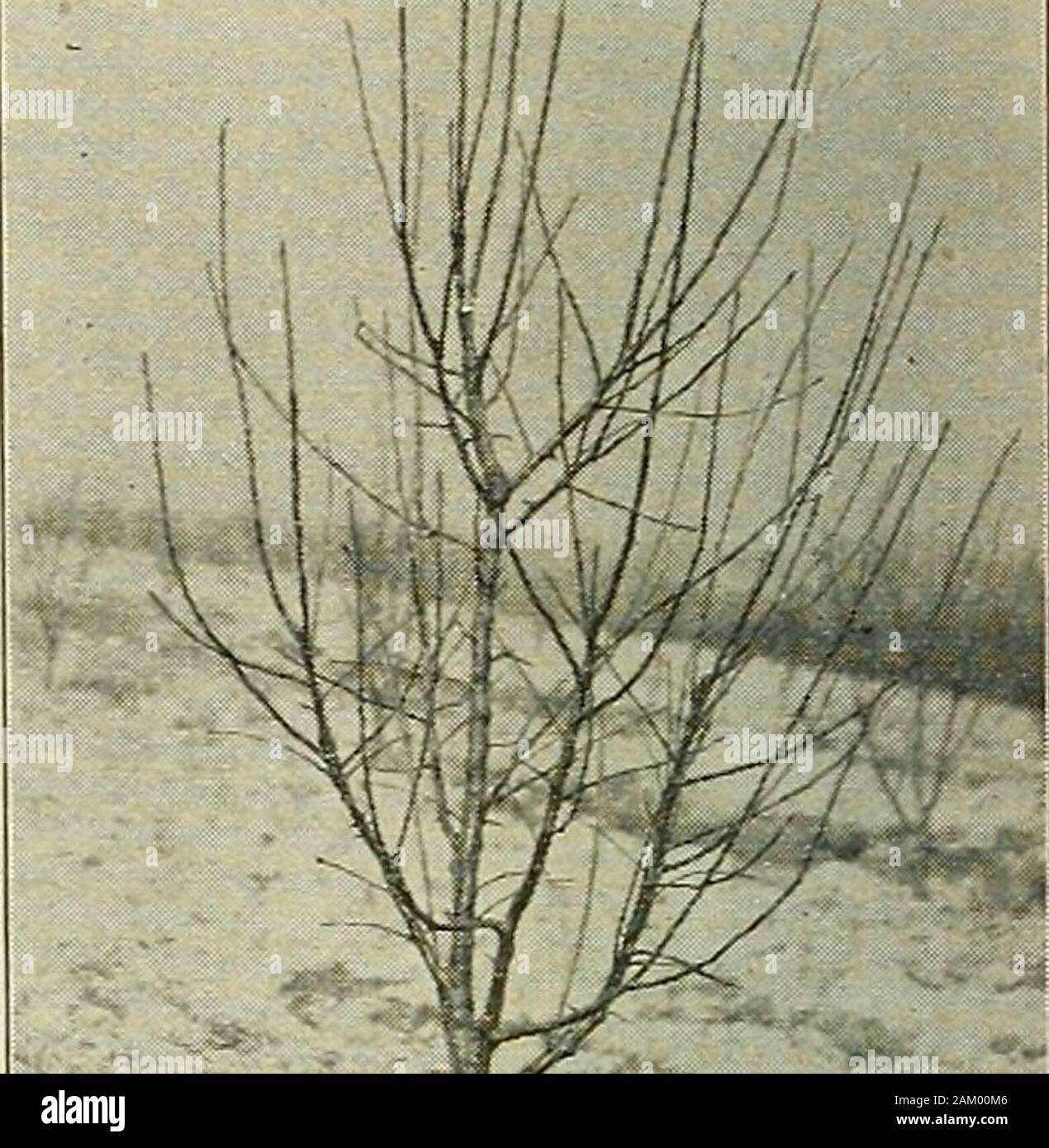The apple as affected by varying degrees of dormant and seasonal pruning . «—a--??   .: •*•?.. Fig. 6.—After Pruning, Springof 1914. Fig. 7,—Before Pruning, Springof 1915. LIGHTLY PRUNED STAYMAN WINESAP. Fig. 12. — After Pruning,Spring of 1914.  Stock Photo