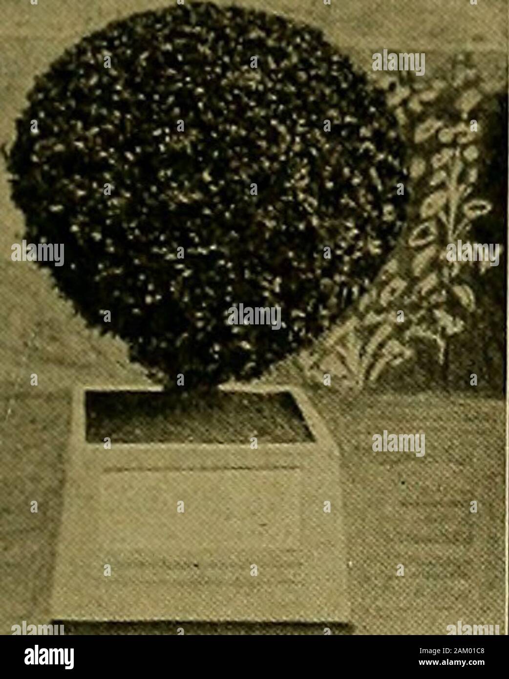 The American florist : a weekly journal for the trade . tlie second stepon Main Line of Erie Railroad, BOBBINK & ATKINS Nurseiymen and Florists. RUTHERFORD, N. J. Mention tn^i American Florist when writlns igiL The Americai Florist. 1549 BayTreeSpBoxTreesandPalms Extra Fine Stock, and Big Bargains at the Prices Quoted. BOXWOODS Kentla Belmoreana. Each.SIO.OC .$4.00 Obelisk. 5ft. liiKh, ISin. bottom moasuro.. Globe Shaped. 15-18 in. top, 15-18 in. iiisrh Standard. 12 in. crown $| 50 is-is;; ;; 2so lS-21 300 ?l-2^.. ,. 4.00 2^27 6.00 32-34 3-4 ft. stem 9.00 3&lt;;-38 •• •• 18-24in. 900 40-42 ?• Stock Photo