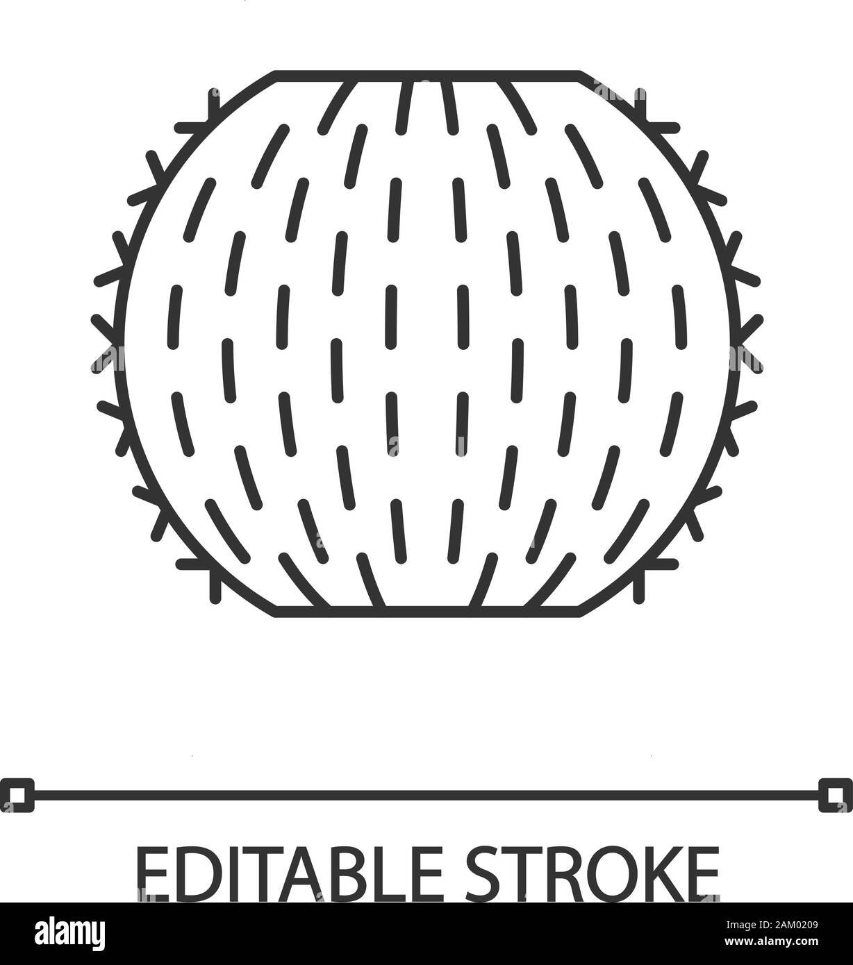 Illustration of a barrel cactus, Echinocactus, with distinct ribbed structure and radiating spines.