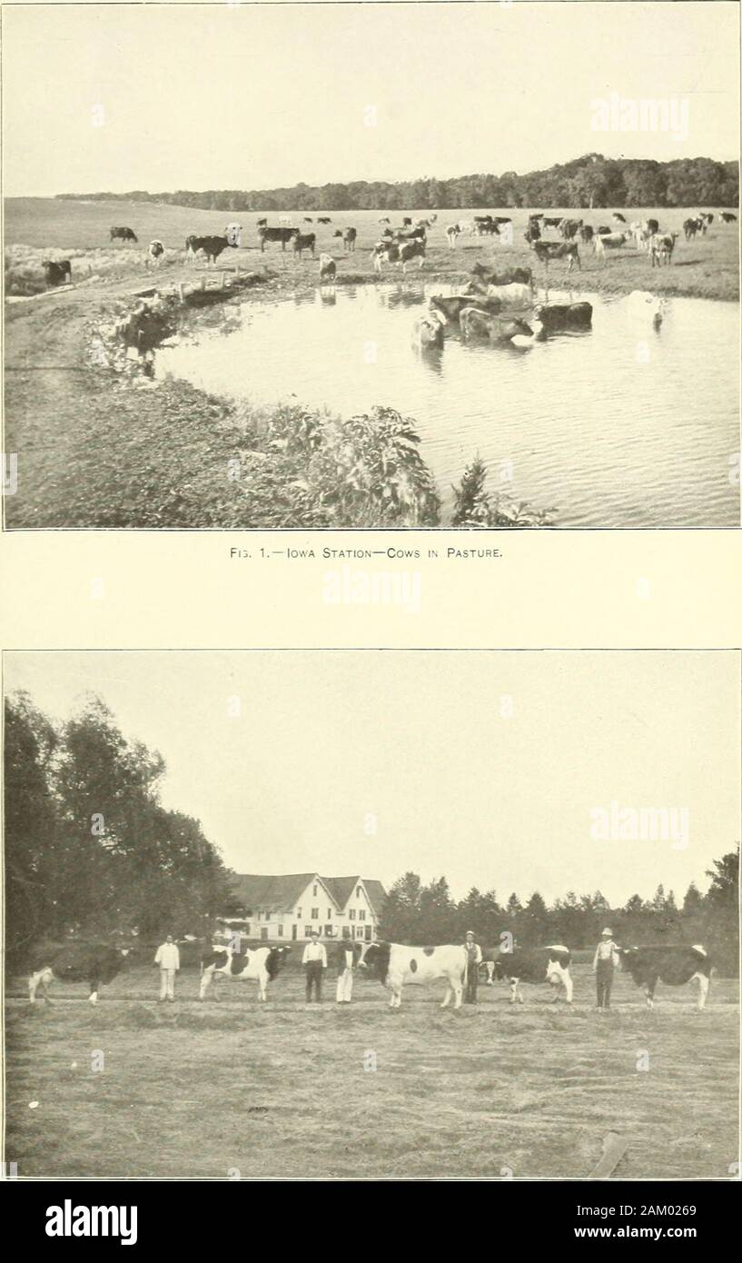 The agricultural experiment stations in the United States . Fig. 2.—Iowa Station—Experimental Plats. U. S. Dept. of Agi. Bui. 80, Office of Expt. Stations Plate XLIX.. Fig. 2.—Iowa Station—Holstein Herd. U. S. Dept. of Agr., Bui. 80, Office of Expt Stations. Plate L. Stock Photo