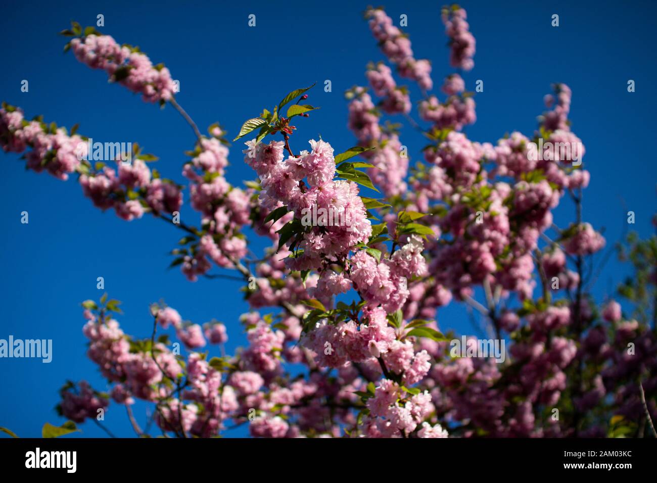Pink Cherry Blossoms with a bright blue sky background Stock Photo - Alamy