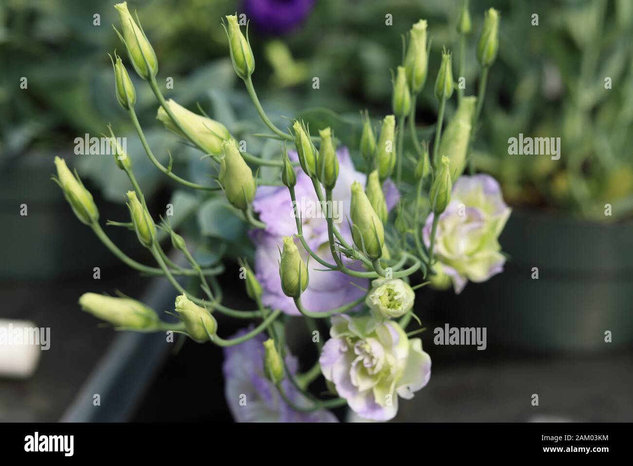white and lavendar lisianthus flowers Stock Photo