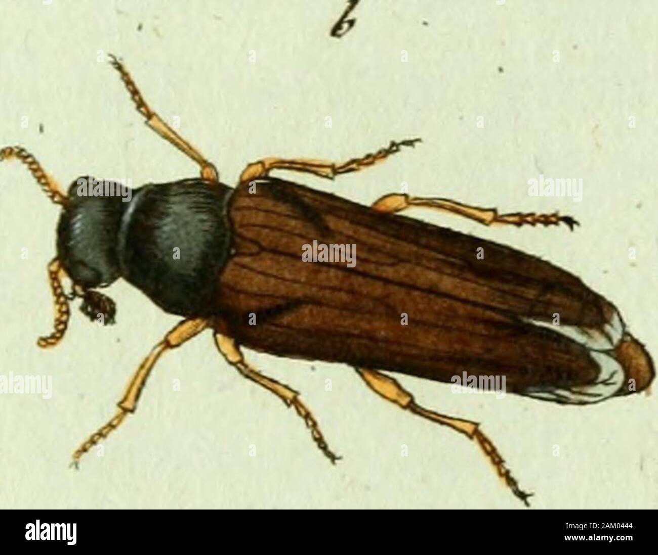 Favnae insectorvm Germanicae initia, oder, Deutschlands Insecten . ./ J^l/me-ri/ZoT? tvvb&lt;?/ctdt fu/n Jcutr LYMEXYLON pr oboscideum; Der Holzbohrer mit den verlängerten Fre/sspitzen.Lymexylon Vroboscideum: nigrum elytris testaceis apice nigris. Ftbrh.Spec. Ins. T.I. »4» P-^6. Mant. Ins. T.I. n.2. p. i65. Ent. Syst.T.H. n. 3. p.92. Hält sich mit dem vorhergehenden an ähnlichen Stellen auf. NachHin. Prof. Hellwigs Beobachtungen sey dieser das Männchen von dem erstgedachten L. dermestoides. Ein eigentlicher Serropalpus, nach der Charackteristik dieser VomHellenius errichteten Gattung. Nov. act Stock Photo