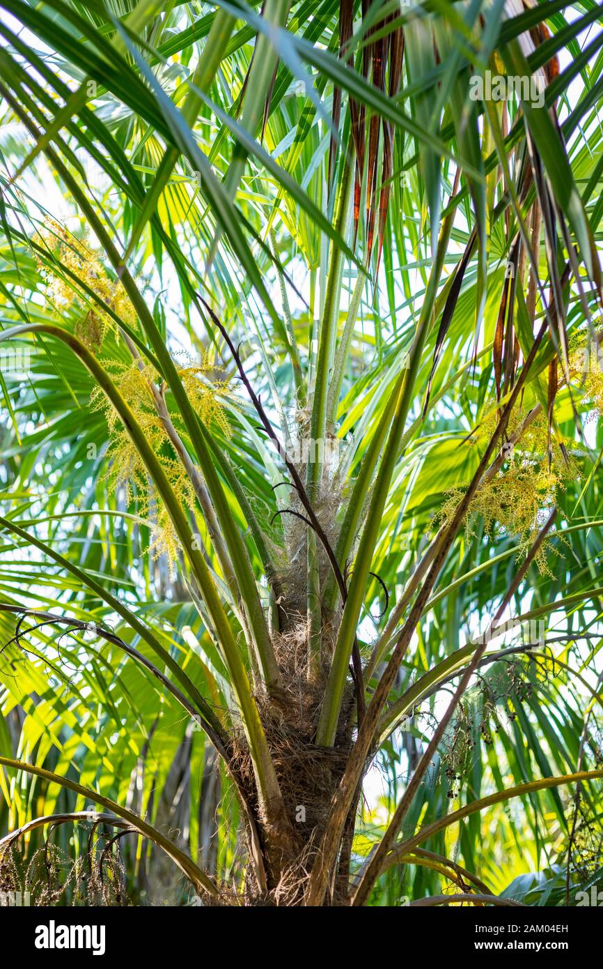 Young palm tree hires stock photography and images Alamy