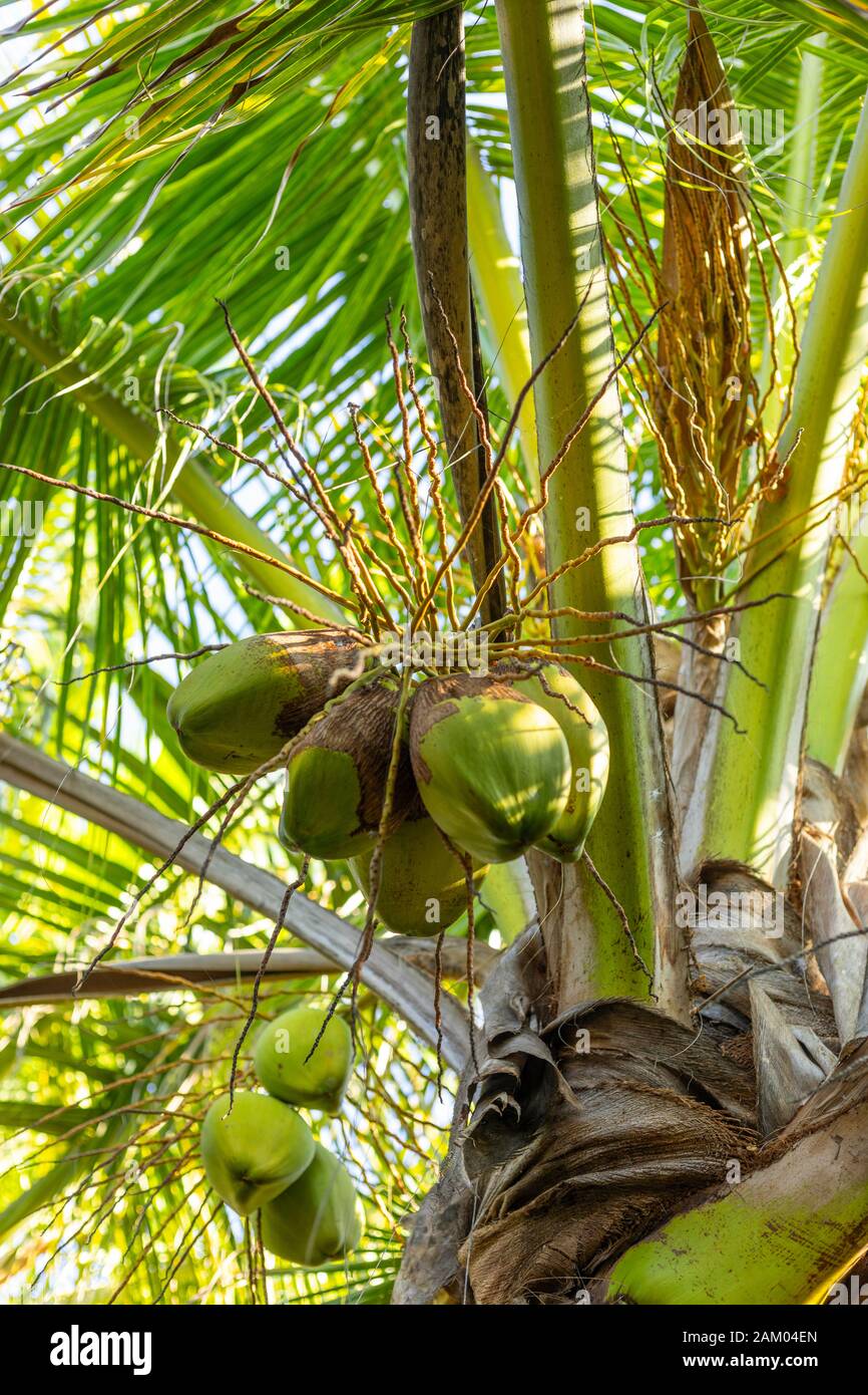Cluster of Coconuts in a Palm Tree Stock Photo - Alamy