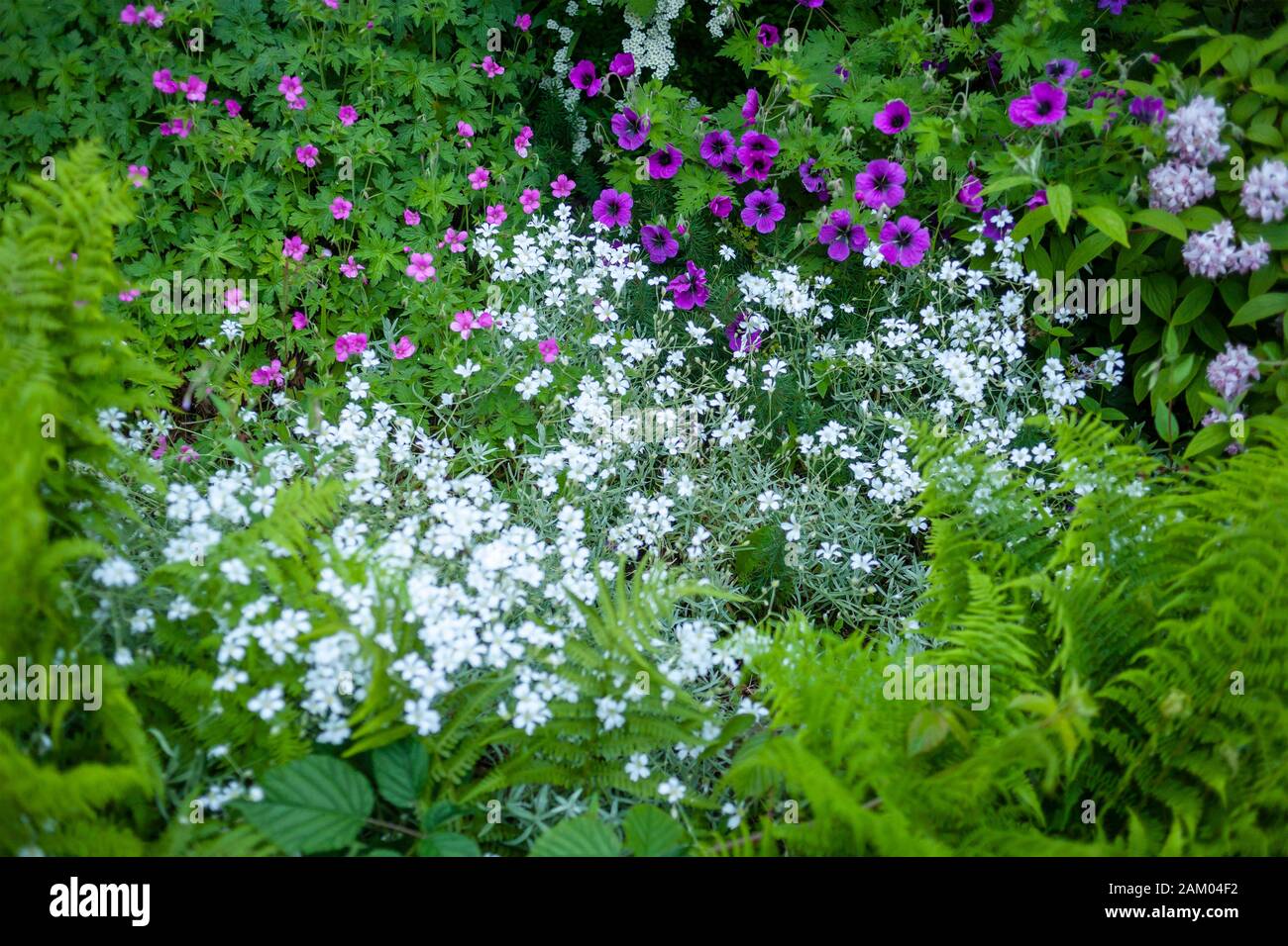 A bed of white and purple flowers bloom among ferns and other green foliage.  This lushness of can be seen in late spring or early summer in Scotland. Stock Photo