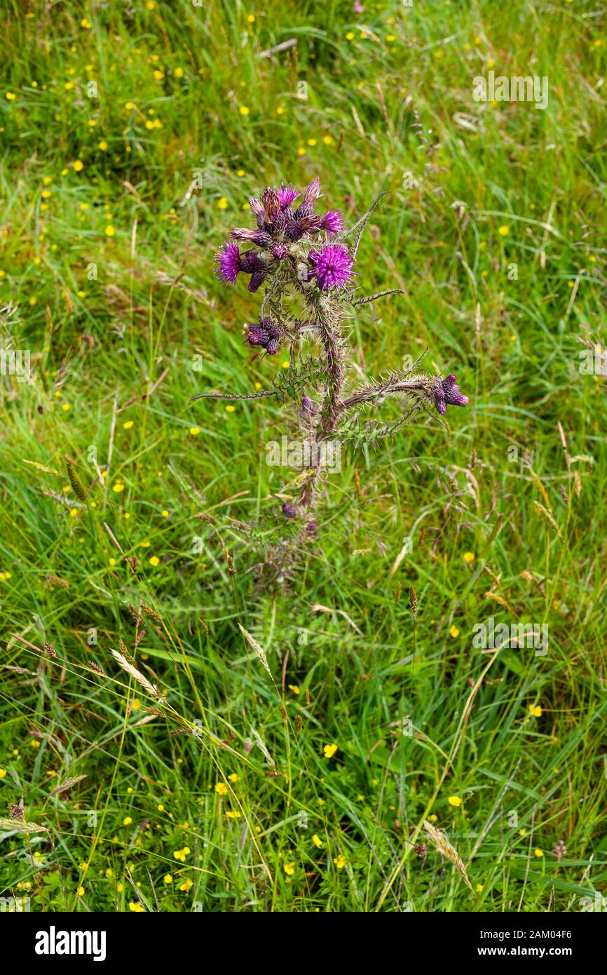 Blooming purple thistle, cotton thistle, also known as Scots or Scotch thistle, in a green field of grass.  The thistle is Scotland's national emblem. Stock Photo