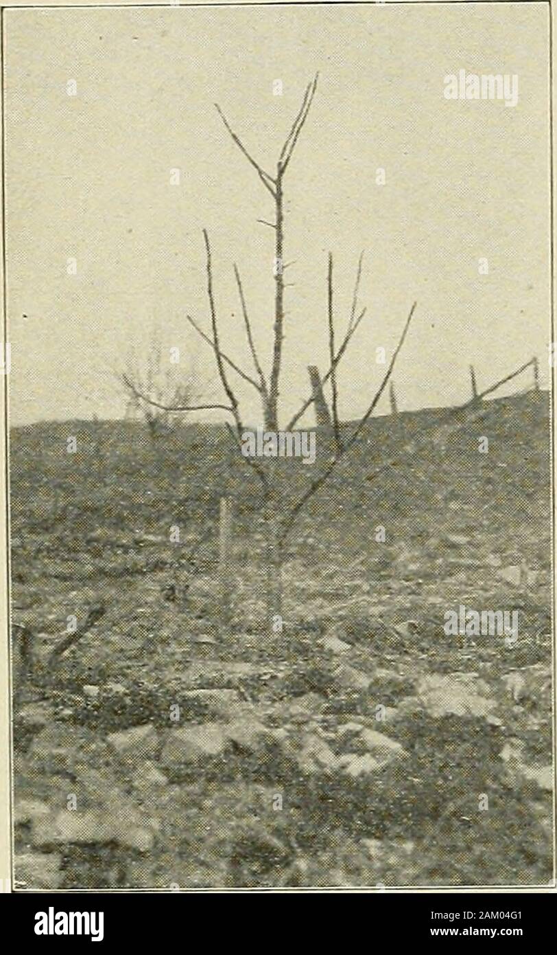 The apple as affected by varying degrees of dormant and seasonal pruning . Fig. 13. — Before Pruning, Sprintof 1915. July, 1916] VARYING DEGREES OF PRUNING 15 HEAVILY PRUNED STAYMAN WINESAP. / ^ --: - Fig. 8.—After Pruning, Springof 1915. Stock Photo