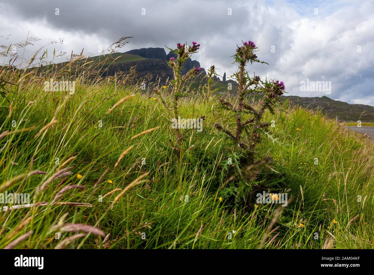 A purple thistle flower in a field of grass and grain with the Old Man of Storr visible in the background. Stock Photo