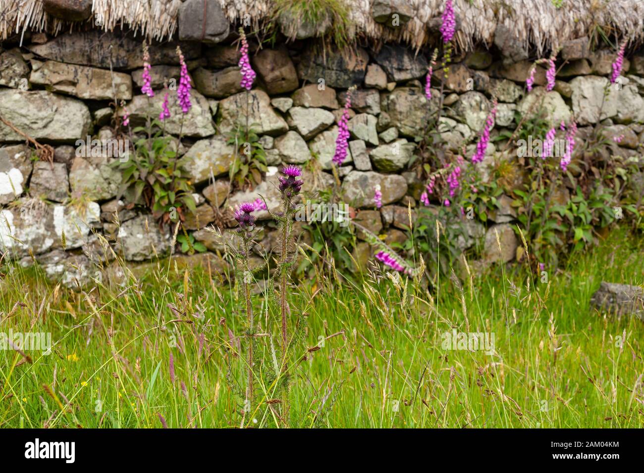 Thistle and foxglove in front of the wall of a thatch-roof stone hut in Isle of Skye, Scotland, UK. Stock Photo
