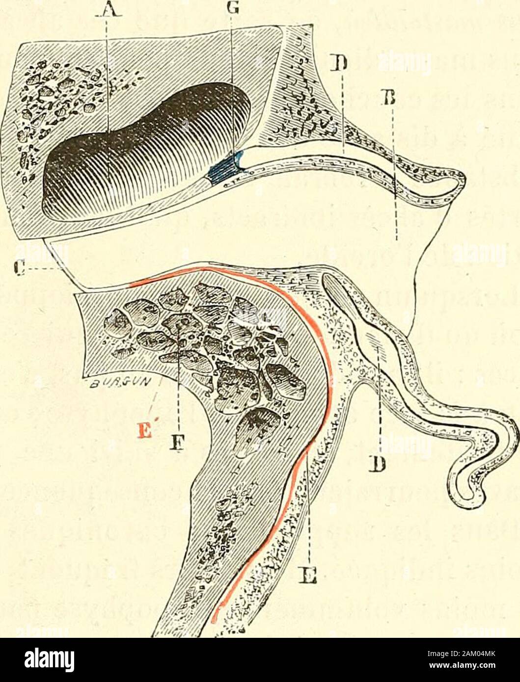 Traité d'anatomie topographique avec applications a la chirurgie . abcès des cellules Traité d'anatomie topographique avec applications a la chirurgie . abcès des cellules