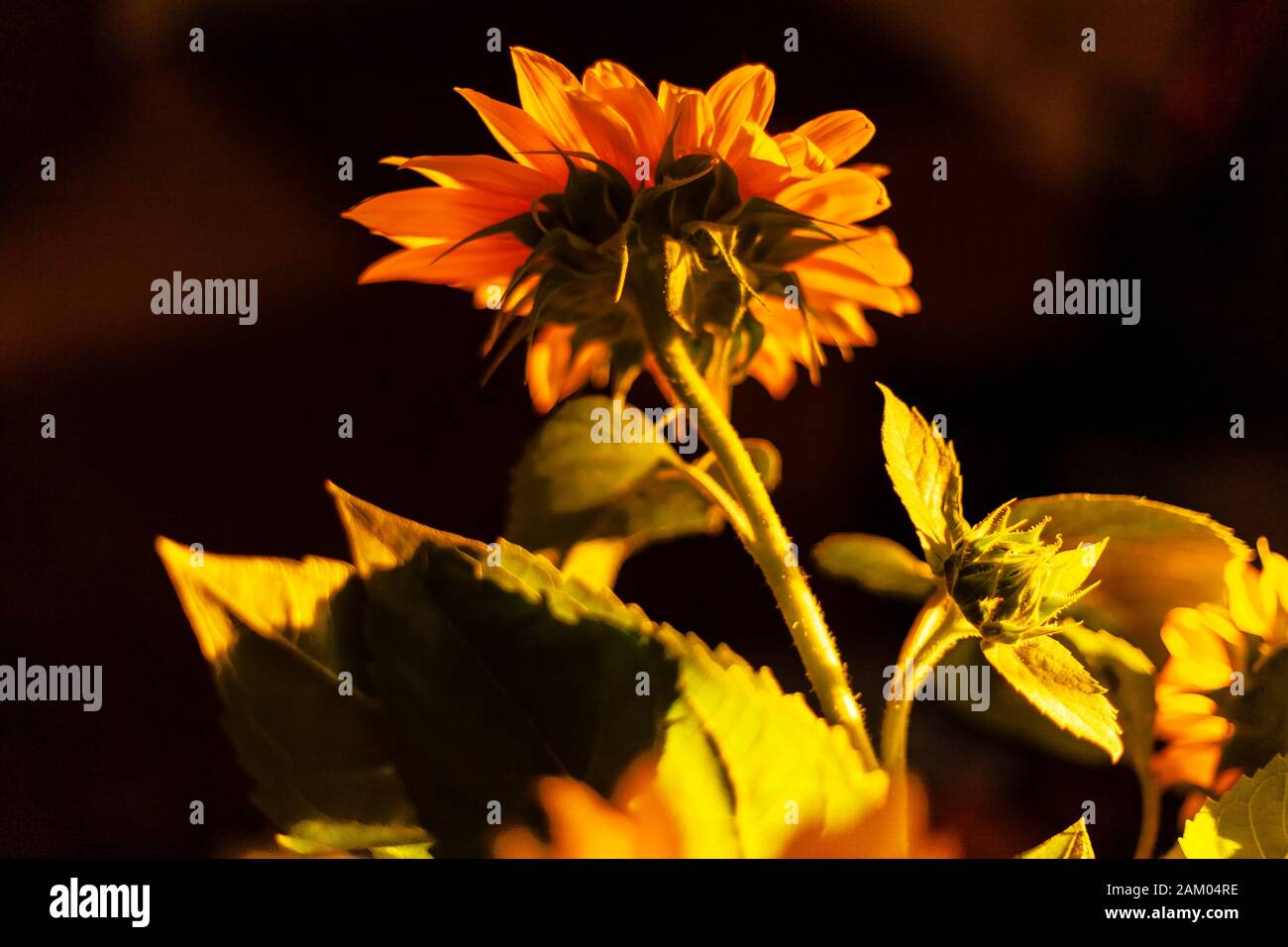 Sunflower in a Ray of Sunlight.jpg Stock Photo