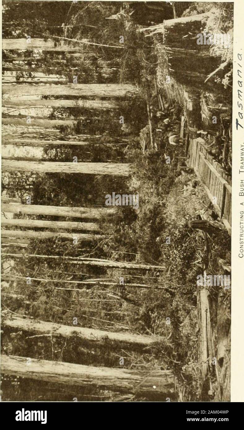 Tasmanian forestry timber products and sawmilling industry, a