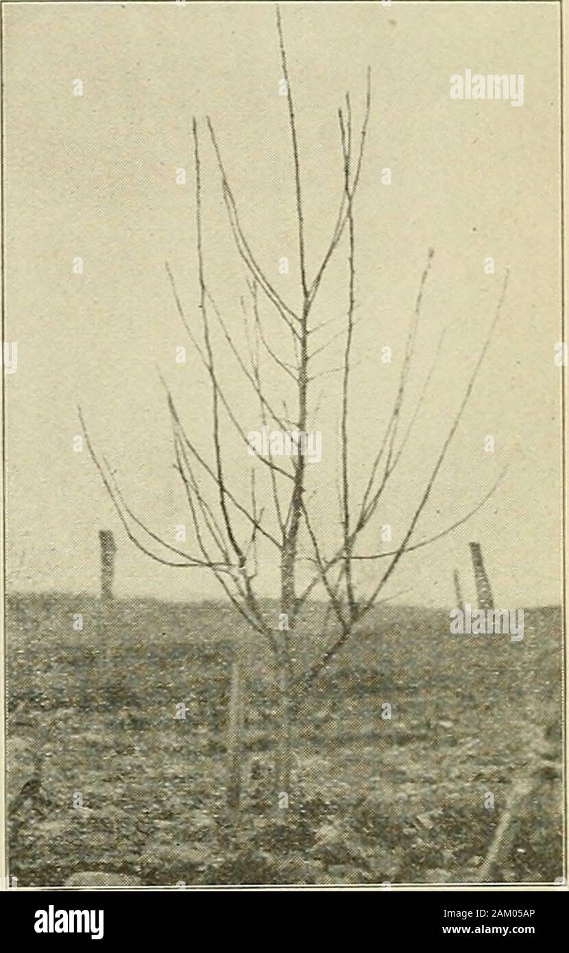 The apple as affected by varying degrees of dormant and seasonal pruning . Fig. 10.—After Pruning, Springof 1913. Fig. 11. — Before Pruning,Spring of 1914. 14 W. VA. AGRL EXPERIMENT STATION [Bulletin 158 HEAVILY PRUNED STAYMAN WINESAP. Stock Photo