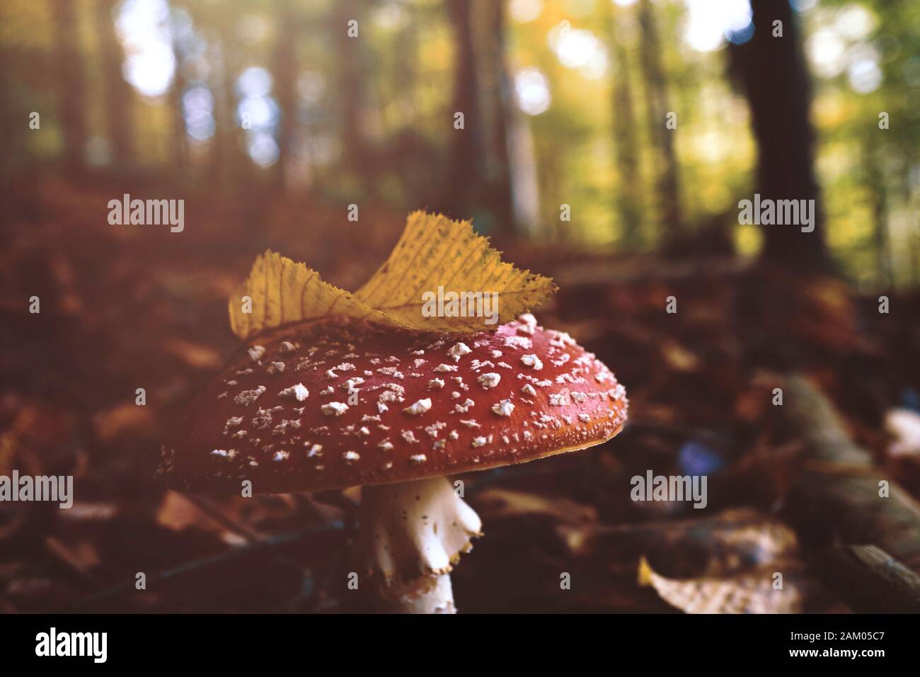 Mushroom (fly-agaric, amanita) under yellow autumnal leaf. Autumn mood concept, flare Stock Photo