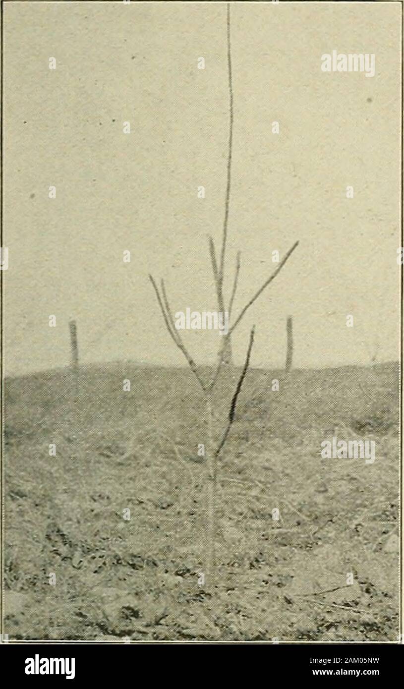 The apple as affected by varying degrees of dormant and seasonal pruning . Fig. 4.—After Pruning, Springof 1913. Fig. 5.—Before Pruning, Springof 1914. LIGHTLY PRUNED STAYMAN WINESAP.. Stock Photo
