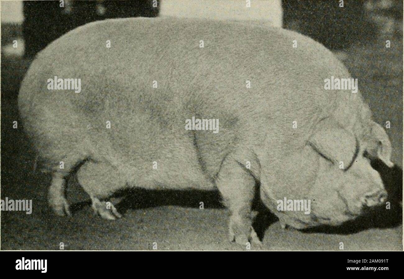 Diseases of swine, with particluar reference to hog-cholera . regular  breeders were unable to supply it, andfakirs in various parts of the  country began to advertise and sellwhat they called Chester-Whites, and