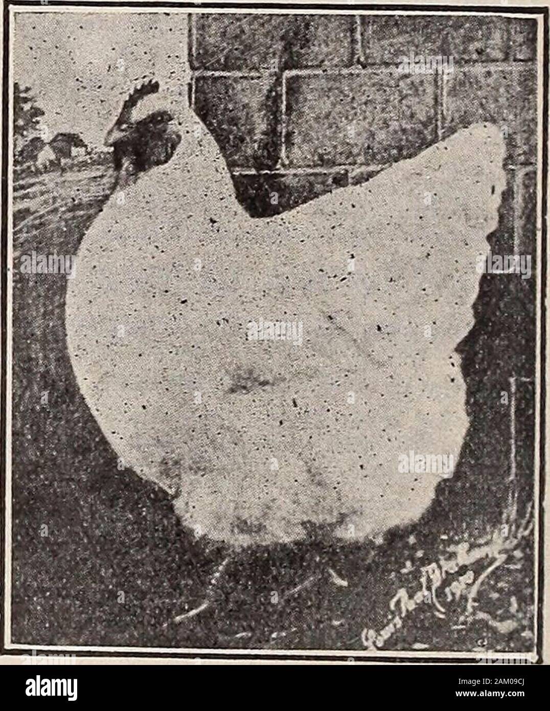 Poultry fancier . Royal Plymouth Rock Columbian Stock for sale at all times from $1.00 to $500.00.Eggs for hatching at all times from $2.50 to $30.00per setting.Send for Catalogue. W00DW0RTH FARM WILTON, CONNECTICUT Exhibition White Orpingtons Winners at Madison Square Garden, Grand Central Palace, N. Y., Philadelphia, St. Louis and Missouri State Shows. Can supply Birds to Win at any show in America at Reasonable prices. Also choice utitity trios, early hatched at S12.00 andS1S.00, and pens at S20.00 and S25.00. These birdshave size, heavy bone, srood head points, nice shape,are splendid laye Stock Photo